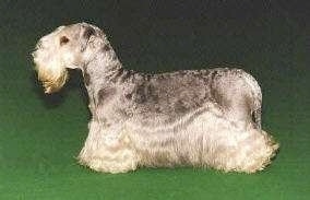 Left Profile - Cesky Terrier is standing on a green surface