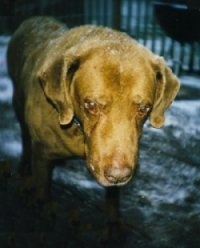 Close Up - Georgio Diver the Chesapeake Bay Retriever is walking across snowy grass