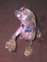 Tex the Chinese Crested hairless is sitting on a carpet, but its paw is up. Its tongue is also out to the side of his mouth