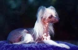 A Chinese Crested hairless is laying on a shiny blue pillow