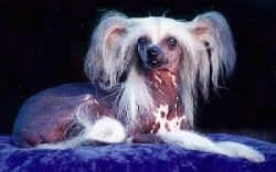 A Chinese Crested hairless is laying on a shiny blue pillow and looking towards the camera holder