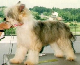 A Chinese Crested Powderpuff is standing on a table and looking at a person holding its head up