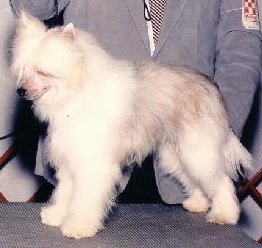 A Chinese Crested Powderpuff is standing in front of a person at a dog show in a grey suit jacket that has a Purina logo patch on it. 