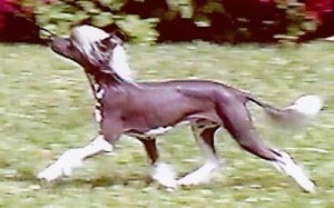 A Chinese Crested hairless is trotting across a lawn