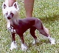 A Chinese Crested hairless is standing in grass with a person behind it