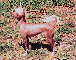 Left Profile - A Chinese Crested hairless is standing in grass