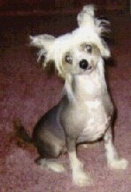 A Chinese Crested hairless is sitting on a rug and looking at the camera holder