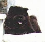 Chang the black Chow Chow is laying on a white chair outside. His mouth is open and its tongue is out