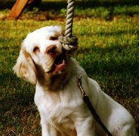 Maui the Clumber Spaniel is sitting outside and chewing on a rope hanging from a tree