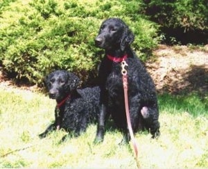 Two Curly-Coated Retrievers are outside in front of a wooded area. One dog is laying down and the other is sitting.