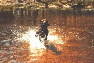 Action shot - A Curly-Coated Retriever is running through a body of water with a toy in its mouth
