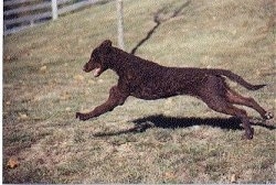Action shot - Riverwatch Dreamcatcher the Curly-Coated Retriever is running through a field