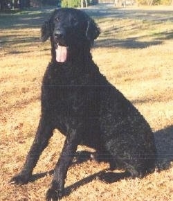 A Curly-Coated Retriever is sitting in brown grass. Its mouth is open and tongue is out