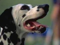 Close Up head shot - A Dalmatian with its mouth open and tongue out