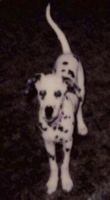 Smoky the Dalmatian Puppy is standing outside at night and its mouth is open