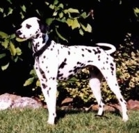 Left Profile - Duffy the Dalmatian is standing in front of a large bush and a large tree