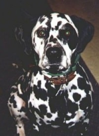 Buck the white with large black patched Dalmatian is sitting on a rug
