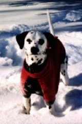 Duffy the Dalmatian Puppy is wearing a red sweater and is in the snow