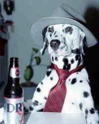A Dalmatian is wearing a hat and red tie. There is a beer in front of him and he's sitting up at a bar.