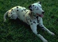A Dalmatian is laying outside in grass with its mouth open and tongue out