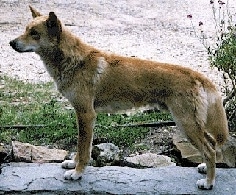 Dingos: Dog breed info, photos, common names, and more — Embarkvet