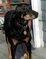 A black and tan Doberman Pinscher is standing on a porch. There are two lawn chairs behind it
