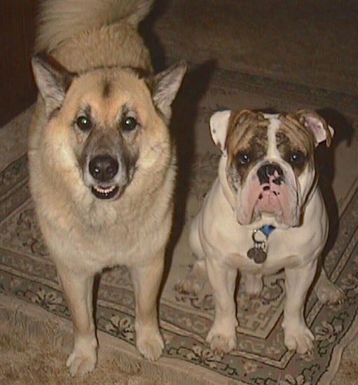 Spike the Bulldog is sitting on a rug, looking forward and to the left of him is a tan with white Shepherd Husky that is looking forward.