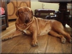 Doortje the Dogue de Bordeaux is laying on a hardwood floor and there is a large wooden table behind her