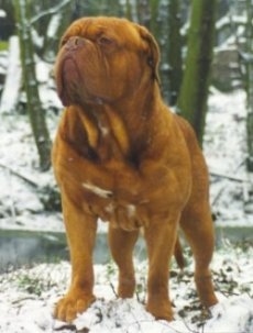 An orange Dogue de Bordeaux is standing outside in snow while it is snowing. There is a small body of water behind it