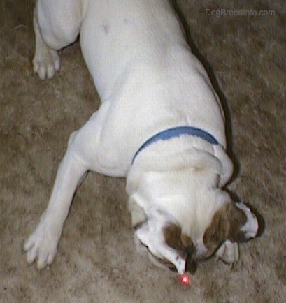 Top down view of Spike the Bulldog who is standing on a carpet and it is looking down at a red laser pointer dot of light on the carpet.