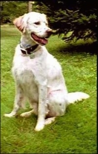 Charles the white and tan ticked English Setter is sitting in a field and looking to the right. His mouth is open and his tongue is out. There is an evergreen tree behind him