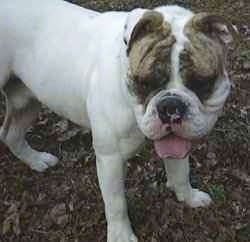 Close up - The right side of Spike the Bulldog who is standing in a dirt yard looking forward, his mouth is open and its tongue is sticking out. He has a big head and a very wide, muscular chest.