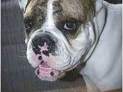 Close up - The right side of Spike the Bulldog who is looking forward and his mouth is open. He is standing on a carpet and there is a couch behind him.