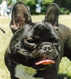 Close Up upper body shot - A black with white French Bulldog is standing in a field with its mouth open and tongue out