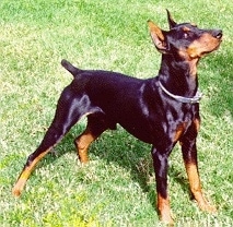 A German Pinscher is looking up and to the right outside in grass