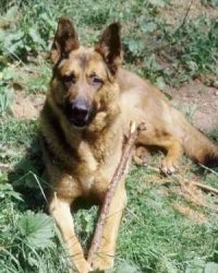 A tan with black German Shepherd is laying in grass with a stick in between its front paws