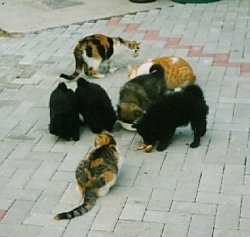 One black and tan and three black German Spitz puppies are outside on a porch area eating food from a bowl. There are three cats around them