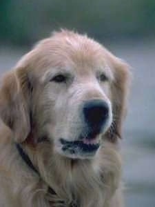 Close Up head shot - An old graying Golden Retriever is sitting outside