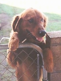 A red Golden Retriever is outside jumped up at a chain link fence gate with its tongue hanging out.