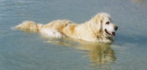 A Golden Retriever is laying outside in a body of water