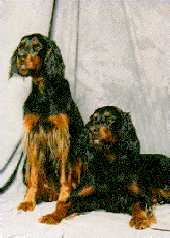 Two black and tan Gordon Setters are sitting and laying in front of a grey backdrop