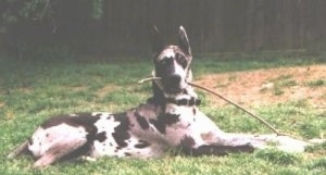 A black and white harlequin Great Dane is laying in grass with a stick in its mouth