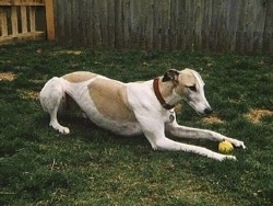 A white with tan Greyhound is laying down in grass with a green tennis ball between its front paws.