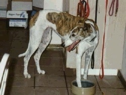 A white with brown Greyhound has one of its paws in a ceramic water bowl on a tan tiled floor inside of a house. Its mouth is open and tongue is out
