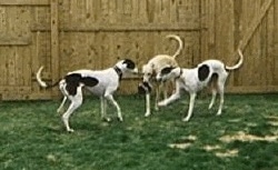 There are three Greyhounds standing in front of a wooden fence in a grassy yard playing with a ball