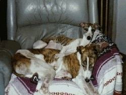 Two dogs on a gray leather chair on top of a purple and white blanket - A brindle Greyhound sleeping in an arm chair with a brindle puppy laying behind it.