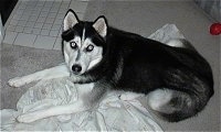 Topdown view of a black, grey and white Siberian Husky dog laying across a carpeted surface, on top of a blanket and it is looking up.