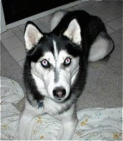 Close up - A black, grey and white Siberian Husky is laying on a carpet, on top of a blanket and it is looking up.