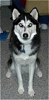Front view - a black, grey and white Siberian Husky is sitting on a carpeted surface and it is looking forward.