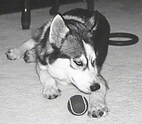 A black, white and grey Siberian Husky is laying on a carpet, it is looking to the right and there is a tennis ball in front of it. The dog looks like a wolf.